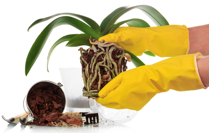 Правильна пересадка орхідеї (прозорий пластиковий горщик), кора