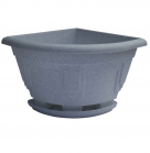 Петунія кутова